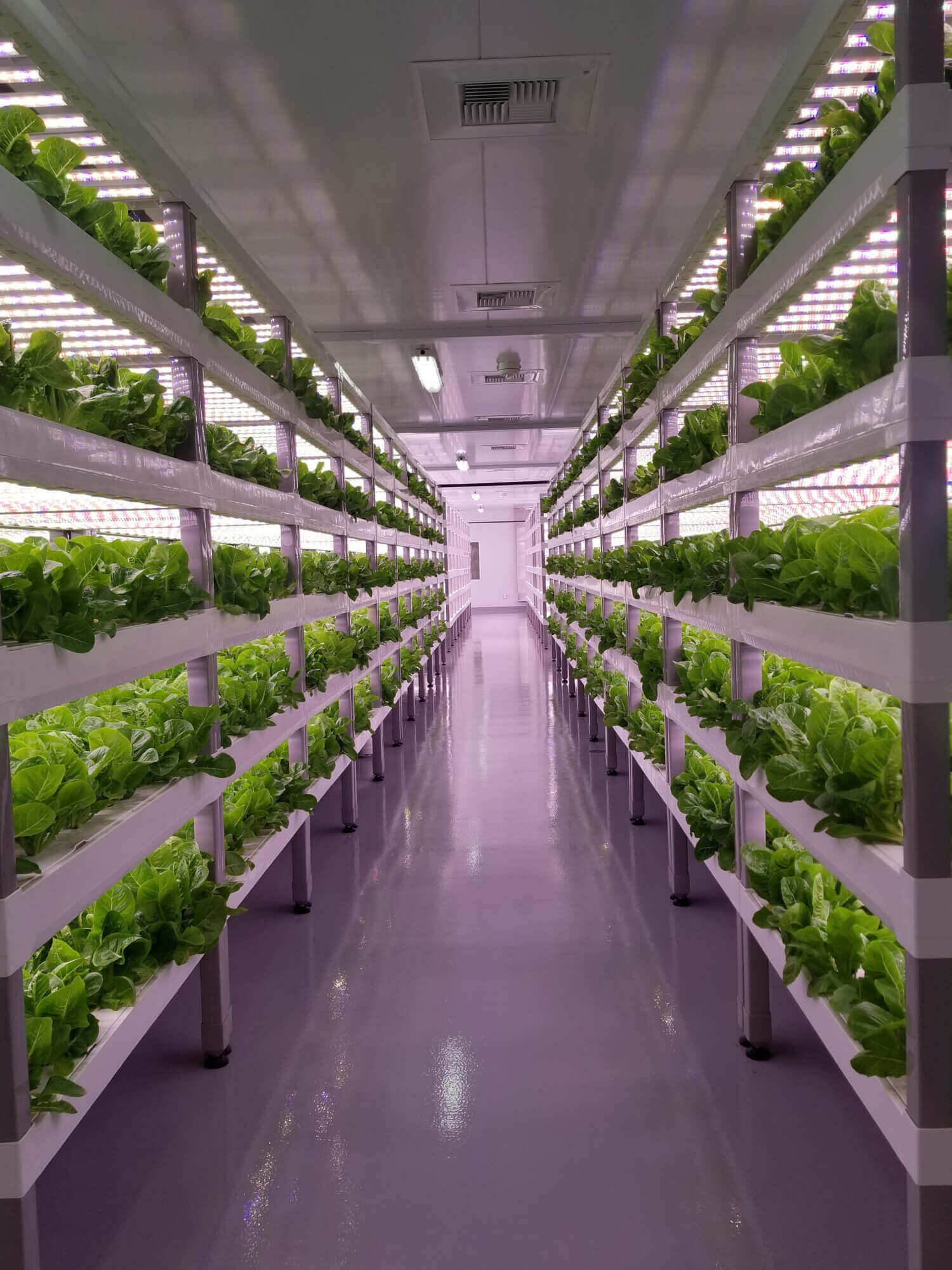 automated vertical farming